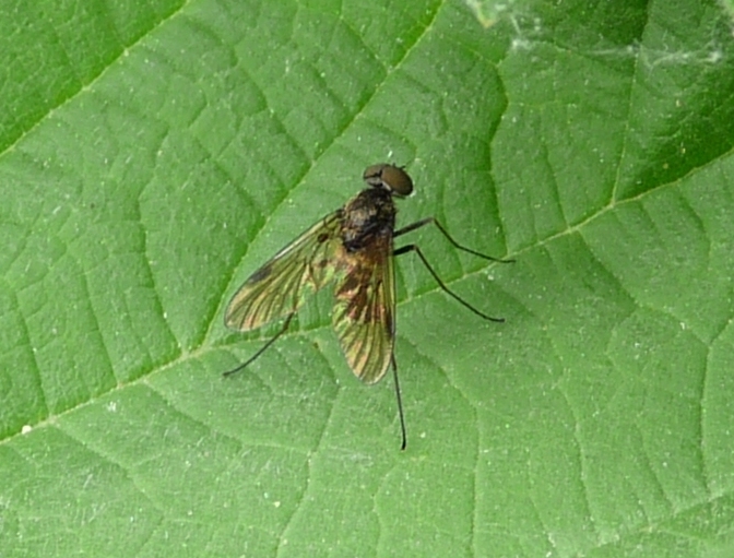 Piccolo dittero in punta di piedi: Chrysopilus sp.